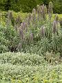 Mediterranean Garden, Adelaide Botanic Gardens P1080818